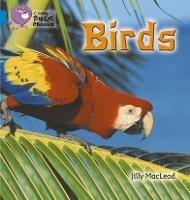 Birds: Band 04/Blue - Jilly McLeod - cover