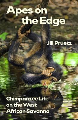 Apes on the Edge: Chimpanzee Life on the West African Savanna - Jill Pruetz - cover