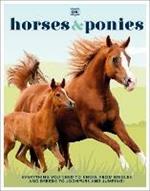 Horses & Ponies: Everything You Need to Know, From Bridles and Breeds to Jodhpurs and Jumping!
