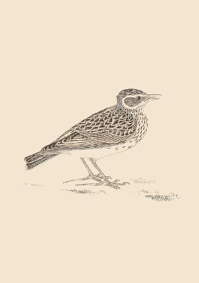 Sonnets for Birds - Mark Staniforth - cover