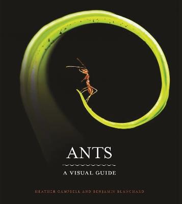 Ants: A Visual Guide - Heather Campbell,Benjamin Blanchard - cover