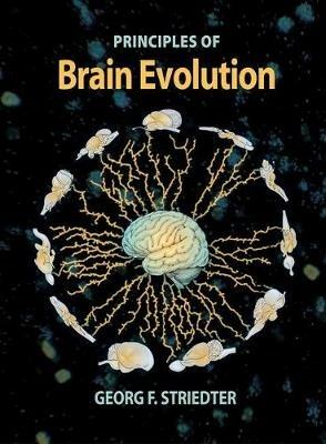 Brain Evolution - Georg F. Striedter - cover