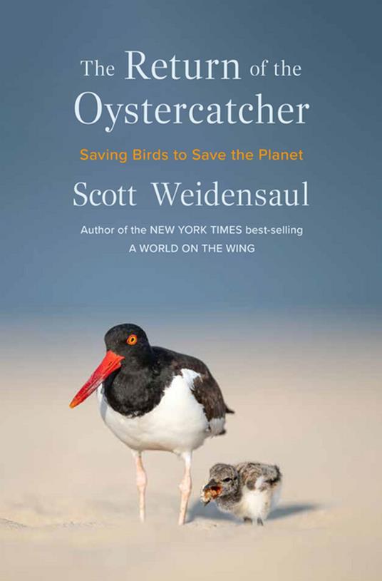 The Return of the Oystercatcher