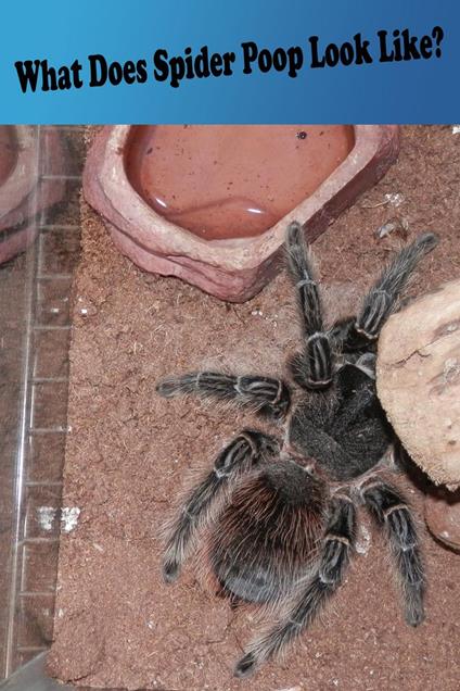 What Does Spider Poop Look Like? - N. A. Cauldron - ebook