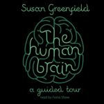 The Human Brain