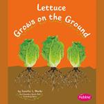 Lettuce Grows on the Ground