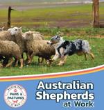 Australian Shepherds at Work