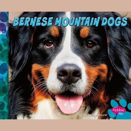 Bernese Mountain Dogs