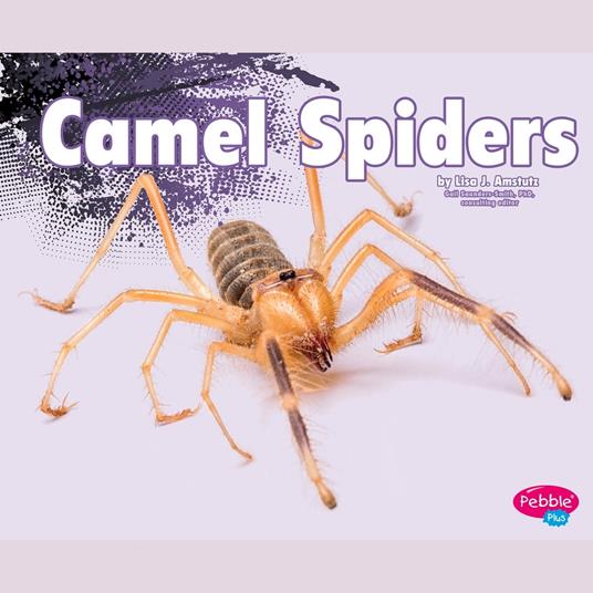 Camel Spiders