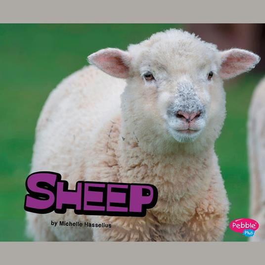 Sheep