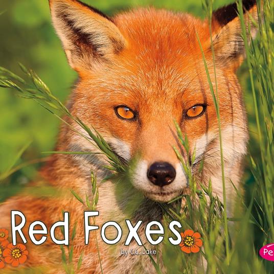 Red Foxes