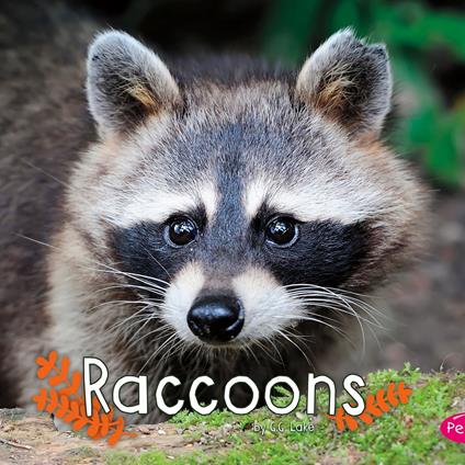 Raccoons