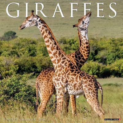 Giraffes 2026 12 X 12 Wall Calendar - Willow Creek Press - cover