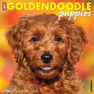 Goldendoodle Puppies 2026 12 X 12 Wall Calendar - Willow Creek Press - cover