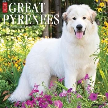 Libro in inglese Great Pyrenees 2026 12 X 12 Wall Calendar  - Willow Creek Press