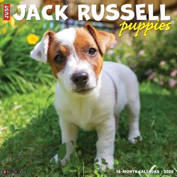 Libro in inglese Jack Russell Puppies 2026 12 X 12 Wall Calendar  - Willow Creek Press