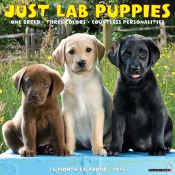 Libro in inglese Lab Puppies 2026 12 X 12 Wall Calendar  - Willow Creek Press