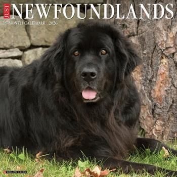 Libro in inglese Newfoundlands 2026 12 X 12 Wall Calendar  - Willow Creek Press