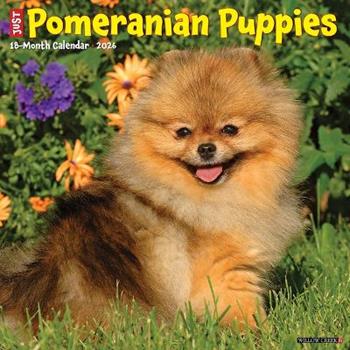 Libro in inglese Pomeranian Puppies 2026 12 X 12 Wall Calendar  - Willow Creek Press