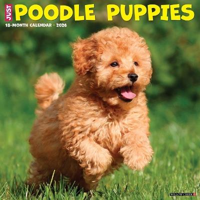 Poodle Puppies 2026 12 X 12 Wall Calendar - Willow Creek Press - cover