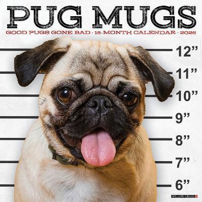 Pug Mugs 2026 12 X 12 Wall Calendar - Willow Creek Press - cover