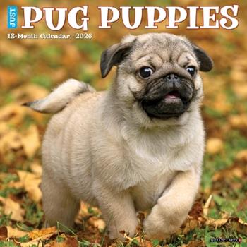 Libro in inglese Pug Puppies 2026 12 X 12 Wall Calendar  - Willow Creek Press