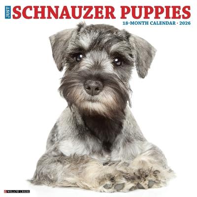 Schnauzer Puppies 2026 12 X 12 Wall Calendar - Willow Creek Press - cover