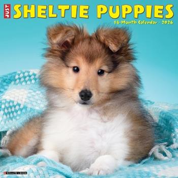 Libro in inglese Sheltie Puppies 2026 12 X 12 Wall Calendar  - Willow Creek Press