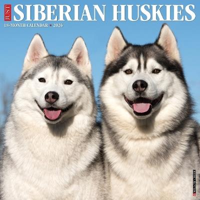 Siberian Huskies 2026 12 X 12 Wall Calendar - Willow Creek Press - cover