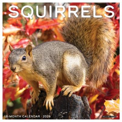 Squirrels 2026 12 X 12 Wall Calendar - Willow Creek Press - cover