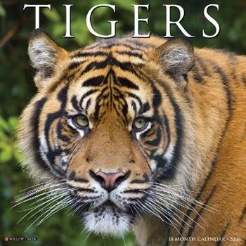 Libro in inglese Tigers 2026 12 X 12 Wall Calendar  - Willow Creek Press