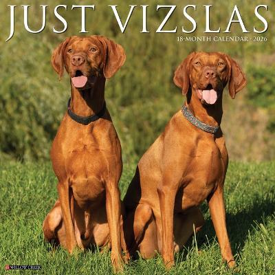 Vizslas 2026 12 X 12 Wall Calendar - Willow Creek Press - cover