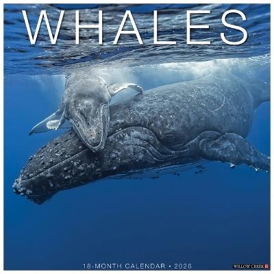Whales 2026 12 X 12 Wall Calendar - Willow Creek Press - cover