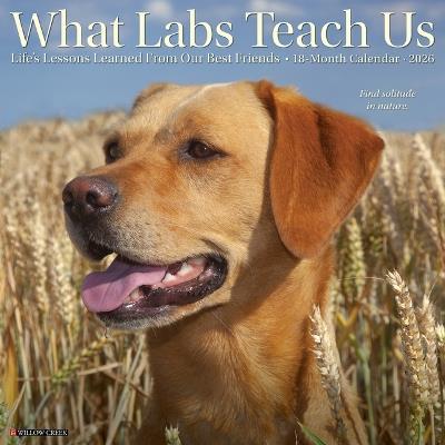 What Labs Teach Us 2026 12 X 12 Wall Calendar - Willow Creek Press - cover