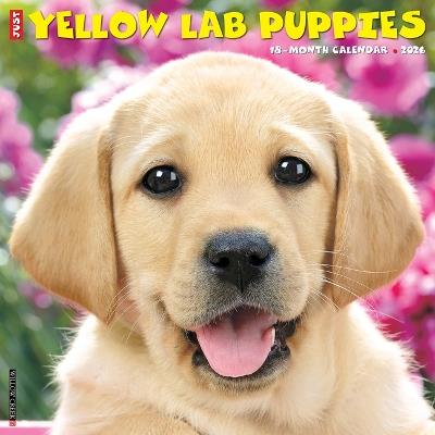 Yellow Lab Puppies 2026 12 X 12 Wall Calendar - Willow Creek Press - cover
