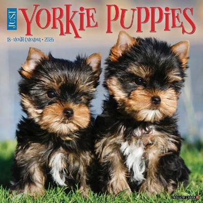 Yorkie Puppies 2026 12 X 12 Wall Calendar - Willow Creek Press - cover