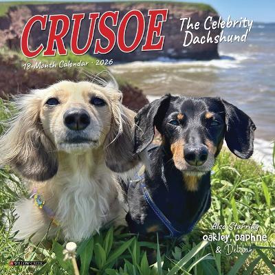 Crusoe the Celebrity Dachshund 2026 7 X 7 Mini Wall Calendar - cover