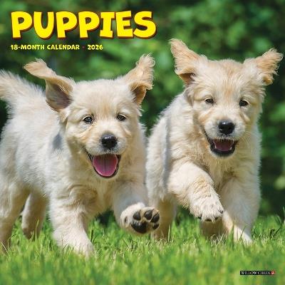 Puppies 2026 7 X 7 Mini Wall Calendar - Willow Creek Press - cover