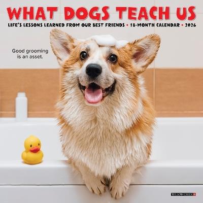 What Dogs Teach Us 2026 7 X 7 Mini Wall Calendar - Willow Creek Press - cover