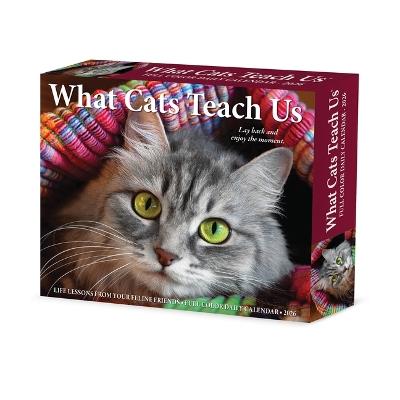 What Cats Teach Us 2026 5.4 X 6.2 Box Calendar - Willow Creek Press - cover