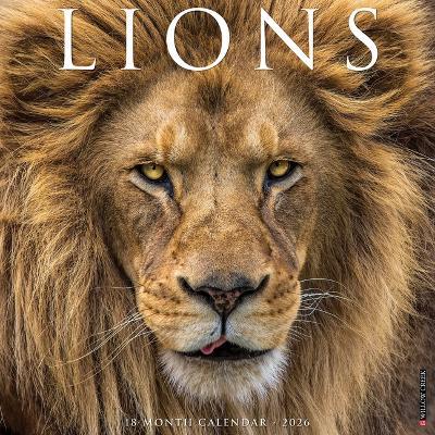 Lions 12 X 12 Wall Calendar - Willow Creek Press - cover