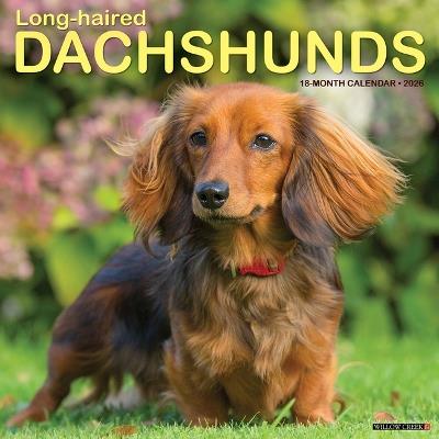Longhaired Dachshunds 12 X 12 Wall Calendar - Willow Creek Press - cover