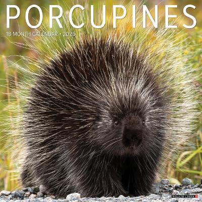 Porcupines 12 X 12 Wall Calendar - Willow Creek Press - cover