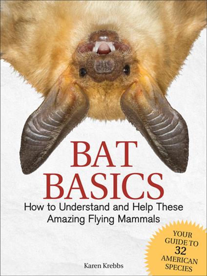 Bat Basics