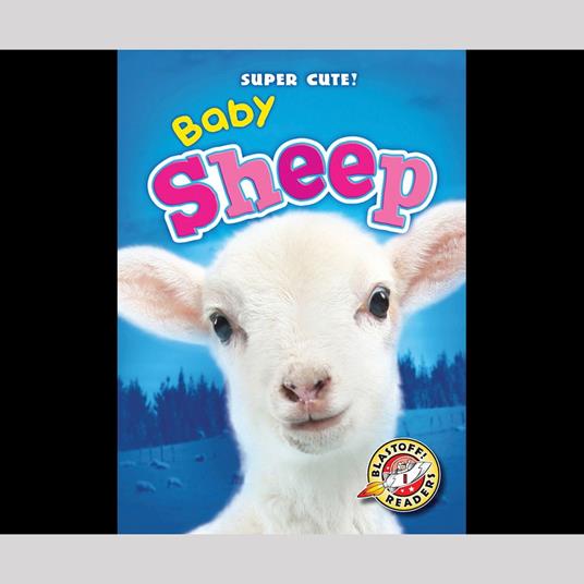 Baby Sheep