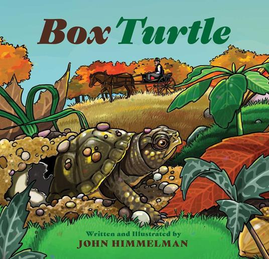 Box Turtle - John Himmelman - ebook