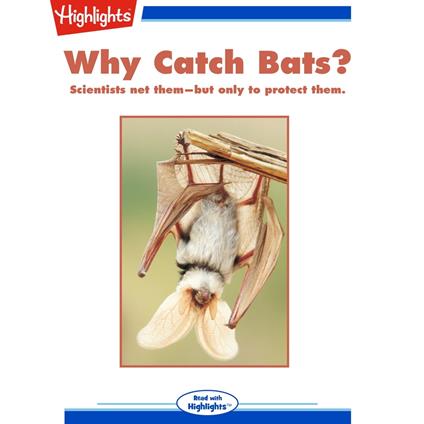 Why Catch Bats?