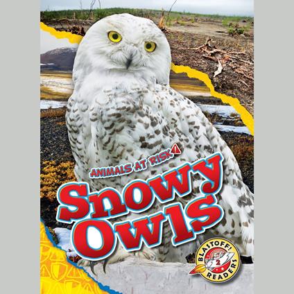 Snowy Owls