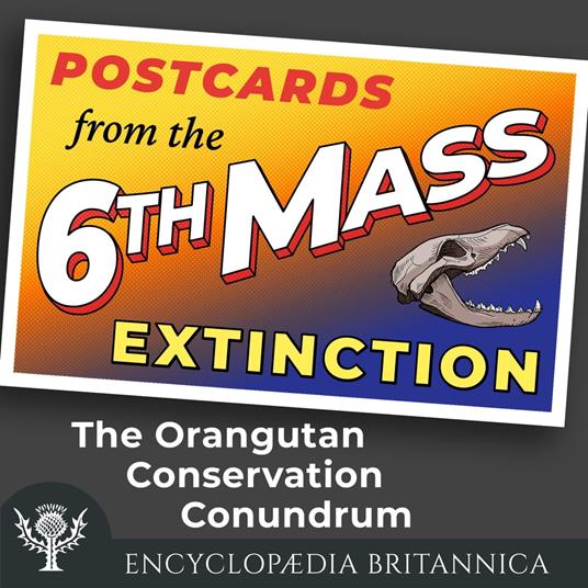 Orangutan Conservation Conundrum, The