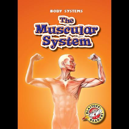 The Muscular System